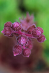 CloseUp View of Beautiful and Delicate Pink Flower Buds in Natures Vibrant Landscape