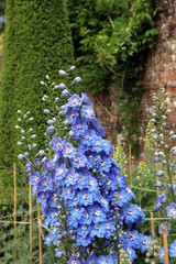 Closeup of blue Delphinium plants, Kent England
