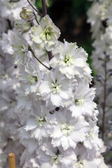Macro image of white Delphinium blooms, Kent England
