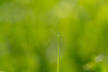 Dew Drops on a blade of grass