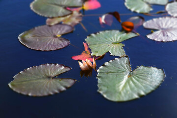 Water lily in the pond