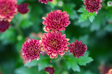 The Vibrant Purple Flowers Are Beautifully in Bloom, Showcasing Natures Colorful Wonder, Chrysanthemum, Asteraceae