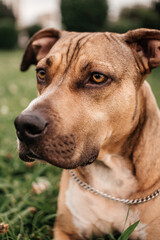 Close-Up Portrait of a Brown Dog with Chain Collar
