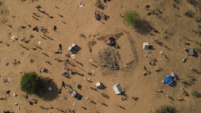 Drone Shot of Pushkar Camel Fair Grounds with Herds of Camels and Tents