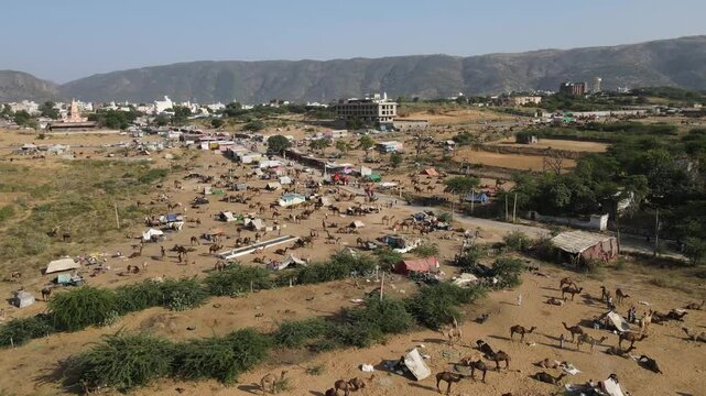 Drone View of Pushkar, Camel fair in Sand Dunes