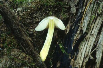 Gymnopus mushroom showing yellow stalk and split cap