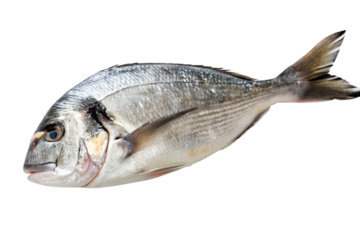 Fresh Dorado fish (Gilt-head bream) isolated on white background.