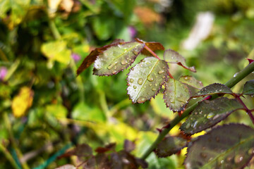 rose leaves with raindrops
