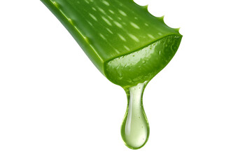 Cut aloe plant dripping juice close-up isolated on transparent background