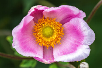 Obraz premium A Truly Stunning and Incredibly Beautiful Pink Flower with a Vibrant and Radiant Yellow Center