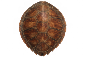Close-up of an aged, empty turtle shell, showcasing its intricate pattern and texture against a transparent background