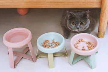 Pet cat looks forward to its owner's cat food lunch with pitiful eyes