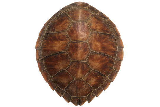 Close-up of an aged, empty turtle shell, showcasing its intricate pattern and texture against a transparent background