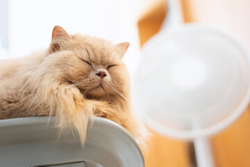 A yellow British long-haired cat is blowing an electric fan in the bedroom on a hot summer day