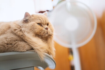 A yellow British long-haired cat is blowing an electric fan in the bedroom on a hot summer day