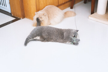 Gray British shorthair blue pet cat curiously playing with cat toy
