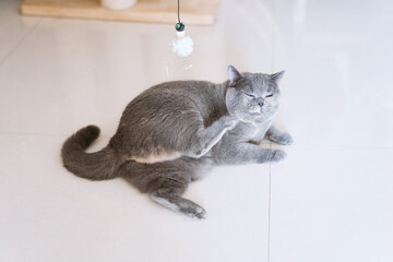 Gray British shorthair blue pet cat curiously playing with cat toy