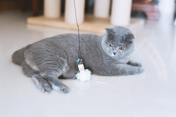 Gray British shorthair blue pet cat curiously playing with cat toy
