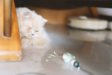 Orange British longhair pet cat staring at cat toy