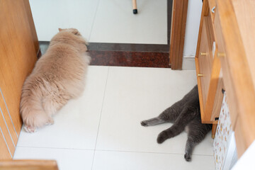 It's too hot in the summer. The British long-haired cat sleeps on the ceramic floor to cool off