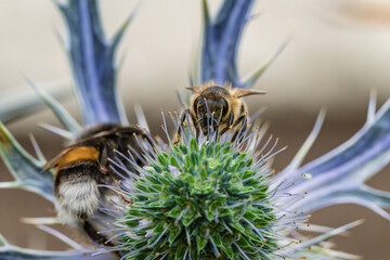 A Detailed CloseUp of a Bee Busy Pollinating a Colorful Flower in Natures Beauty