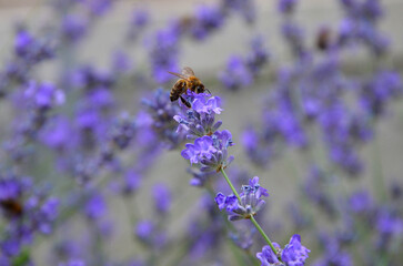 Honey bee on blooming  lavender flower collect nectar .Closeup photo outdoors. Bee flower...