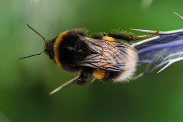 A Detailed CloseUp of a Bumblebee Resting on a Vibrant Green Leaf in Natures Habitat
