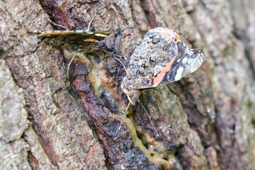 Red Admiral Butterfly Eating Tree Resin
