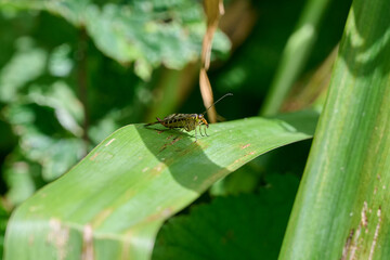 Scorpionfly with beautiful colors on a green leaf half in the sun