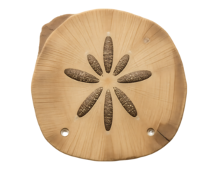 Detailed Sand Dollar on Wooden Surface with Transparent Background