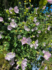 flowers in the garden.
Close-up of a vibrant pink mallow bush in full bloom under the summer sun