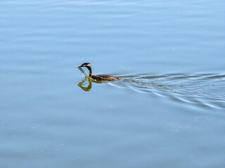 fishing hook. 
Great Crested Grebe Swimming on a Calm Lake