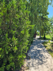 Path in the forest. 
A sunlit garden path alongside lush evergreen trees.