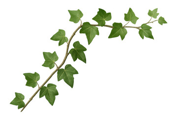 Fototapeta premium Realistic ivy branch with green leaves growing on transparent background, ideal for decorations and nature-themed projects