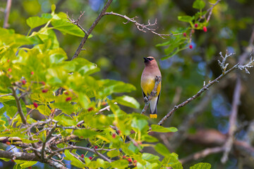 Cedar Waxwing (Bombycilla cedrorum) on the branch tree