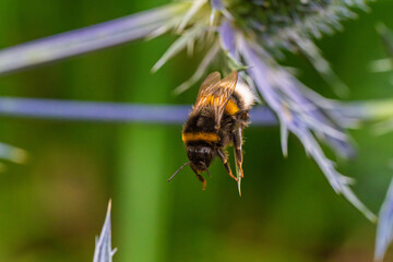 A CloseUp Image of a Flying Bumblebee Showing Its Vibrant and Colorful Features