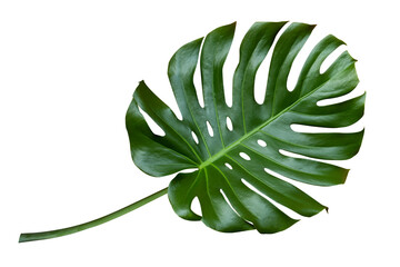 Tropical leaves monstera isolated on white background. Green monstera leaf. Object with clipping path