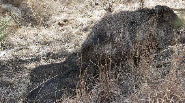 Young javelinas feed nurse from mother's milk