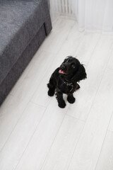 Black English Cocker Spaniel puppy sitting on light floor indoors.