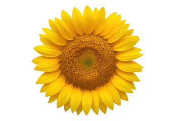 Fototapeta premium Close-up of a vibrant sunflower with transparent background, capturing the beauty and detail of nature's artistry