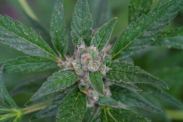 Detailed CloseUp of a Cannabis Flowering Plant Captured Under Natural Light Conditions