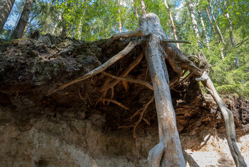 Bottom view of roots of tree growing on edge of cliff in forest
