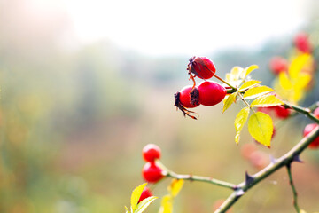Rosehip with bright red berries and yellow autumn leaves on a branch, with a softly blurred...