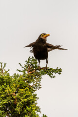 Turdus merula pertenece a la familia Turdidae.