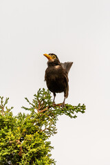 Turdus merula pertenece a la familia Turdidae.