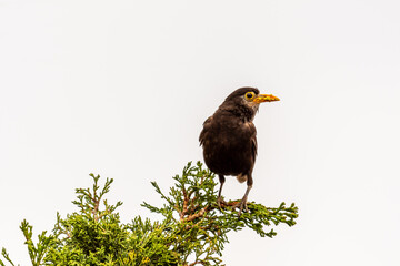 Turdus merula pertenece a la familia Turdidae.