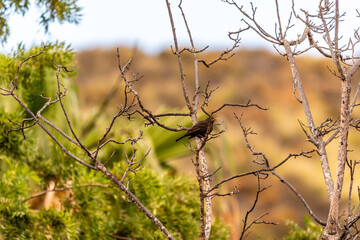 Turdus merula pertenece a la familia Turdidae.