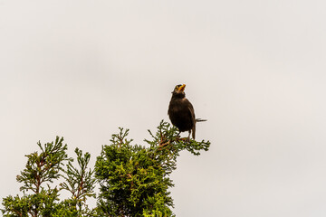 Turdus merula pertenece a la familia Turdidae.