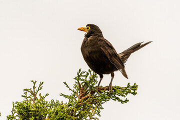 Turdus merula pertenece a la familia Turdidae.