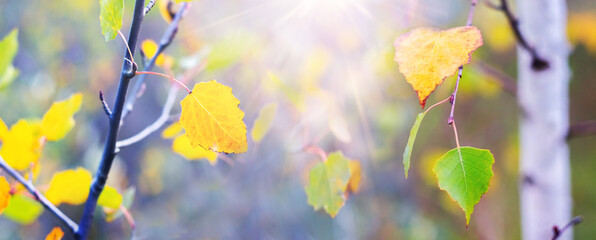 Autumn leaves on tree branches with bright sun rays and a soft blurred background, creating a warm and cozy atmosphere of nature